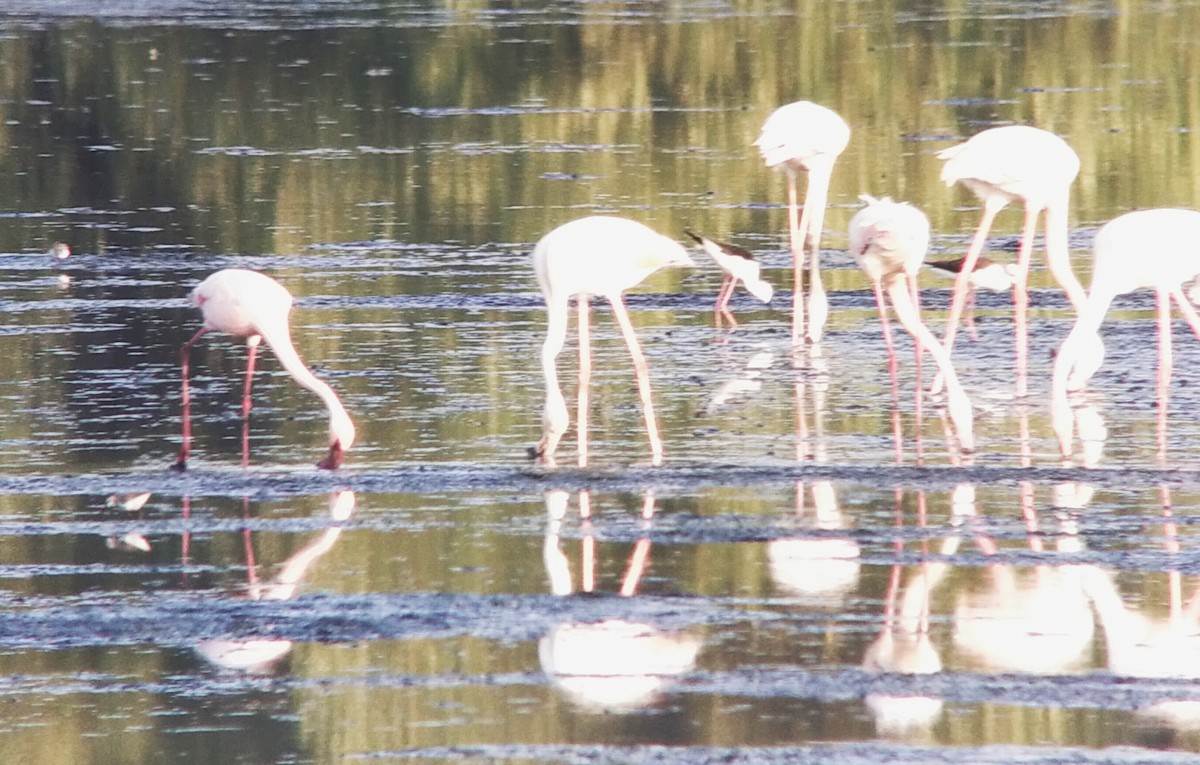 Lesser Flamingo - ML627964977