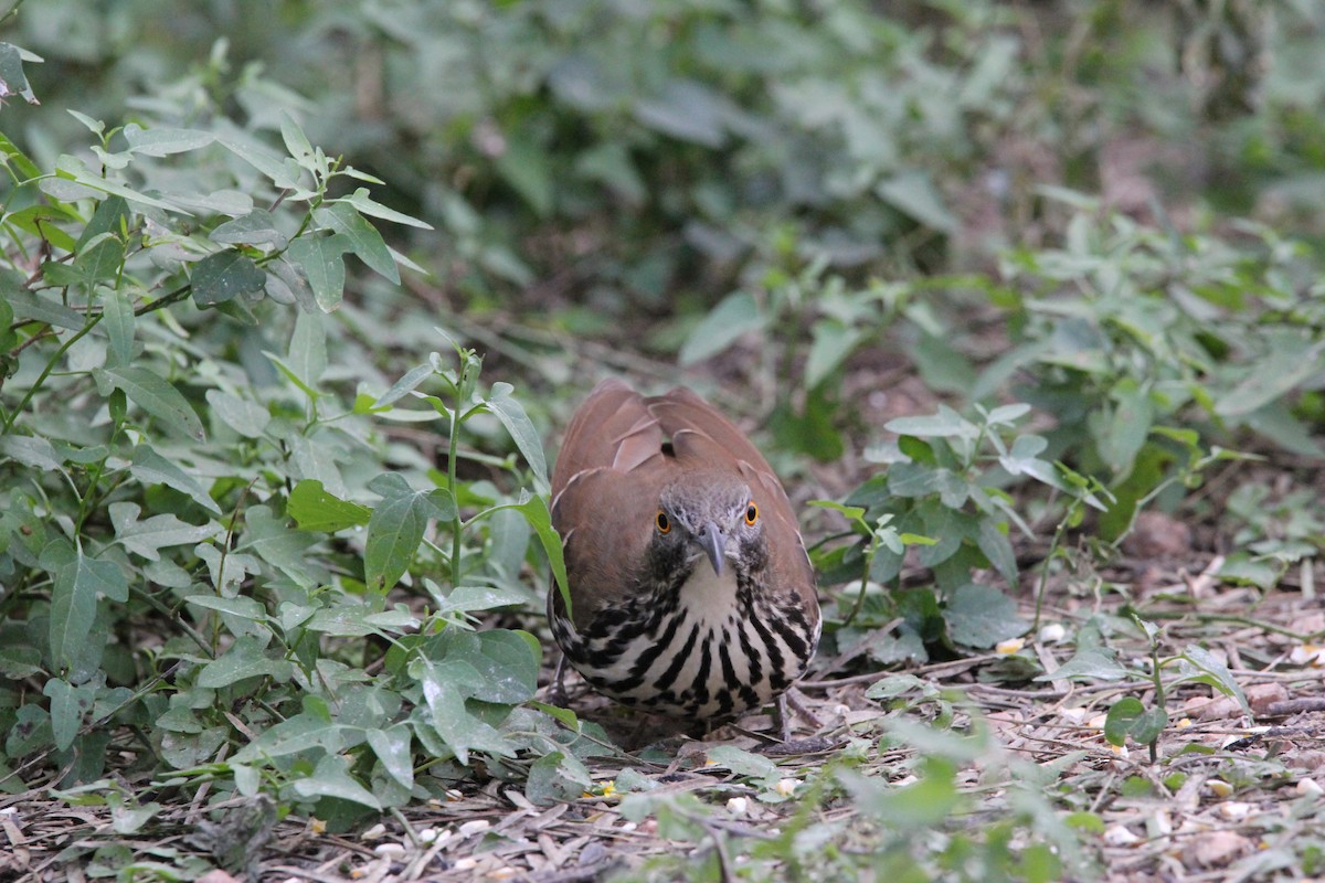 Long-billed Thrasher - ML627964979