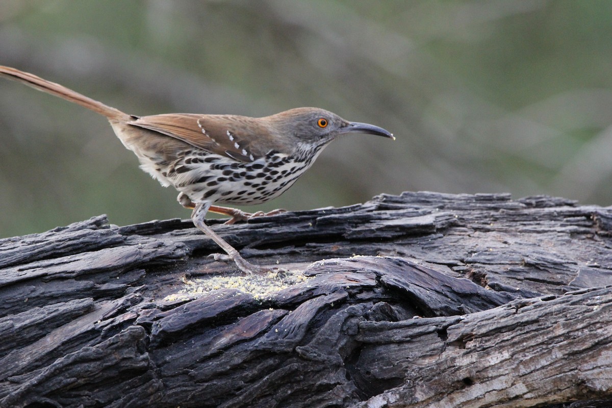 Long-billed Thrasher - ML627964993