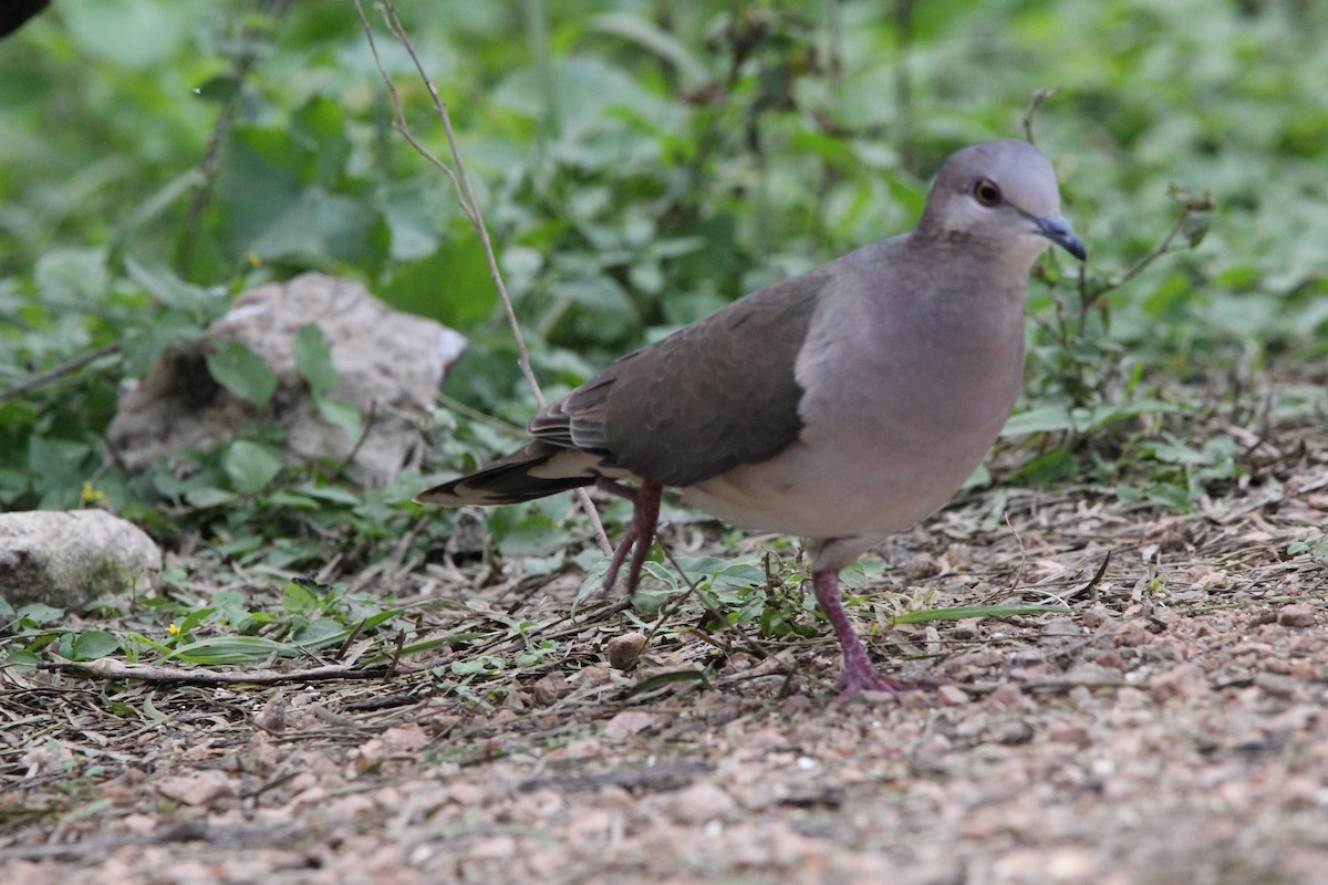 White-tipped Dove - ML627965014