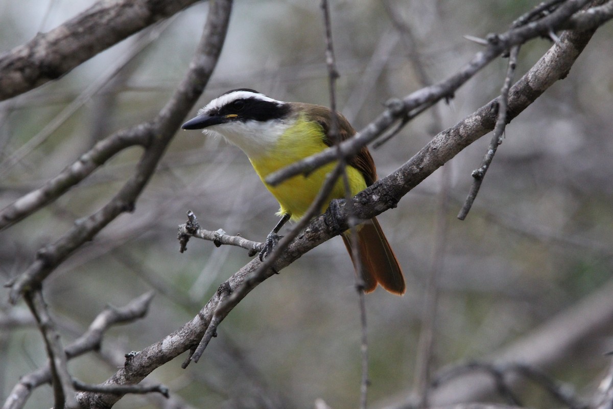 Great Kiskadee - ML627965056