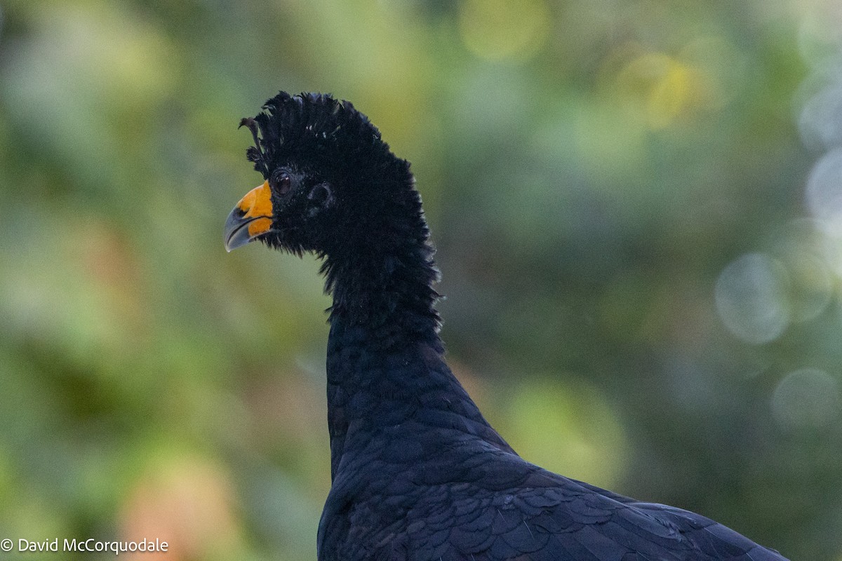 Black Curassow - ML627965075