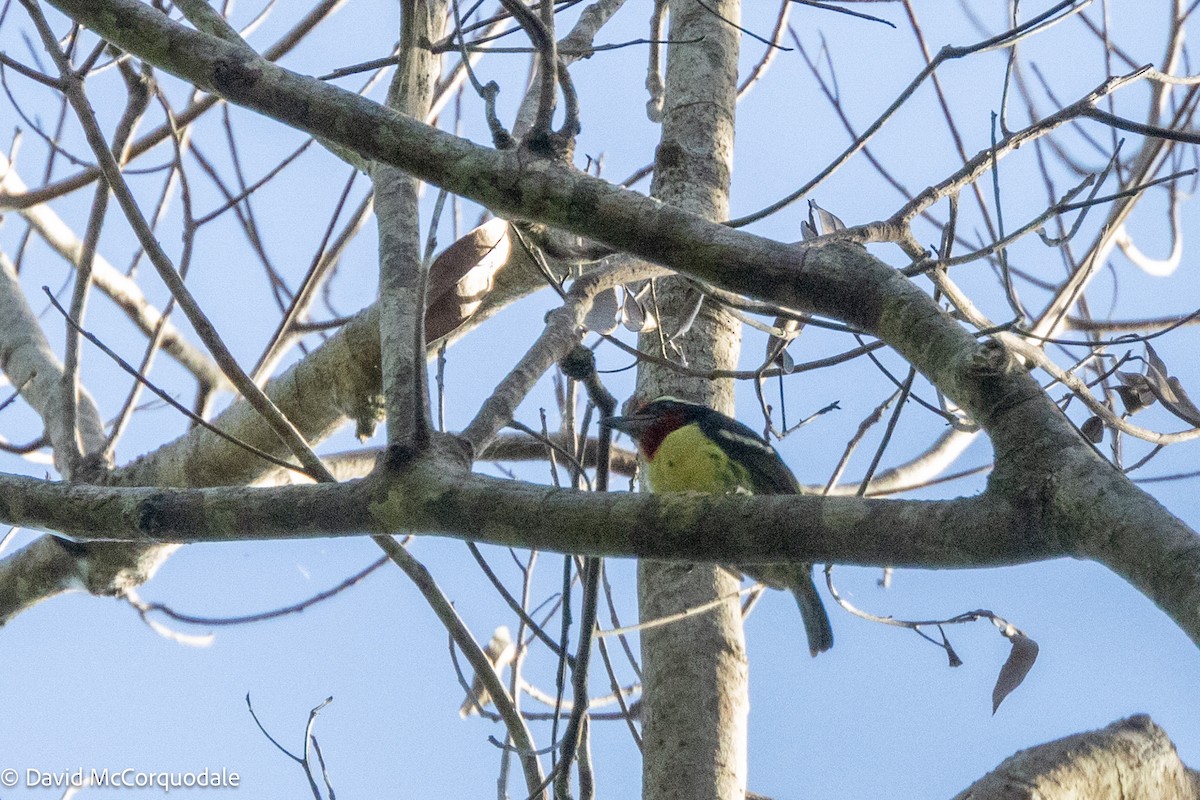 Black-spotted Barbet - ML627965081