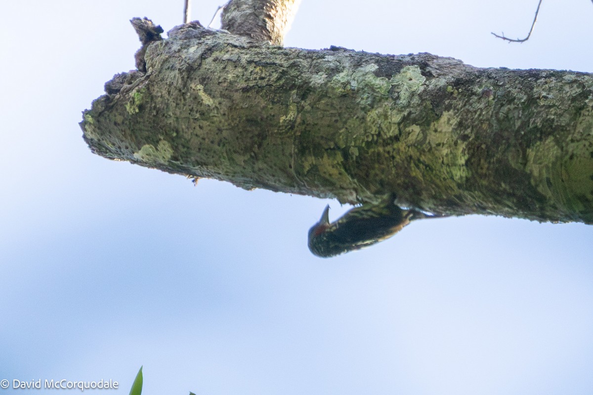 Black-spotted Barbet - ML627965086