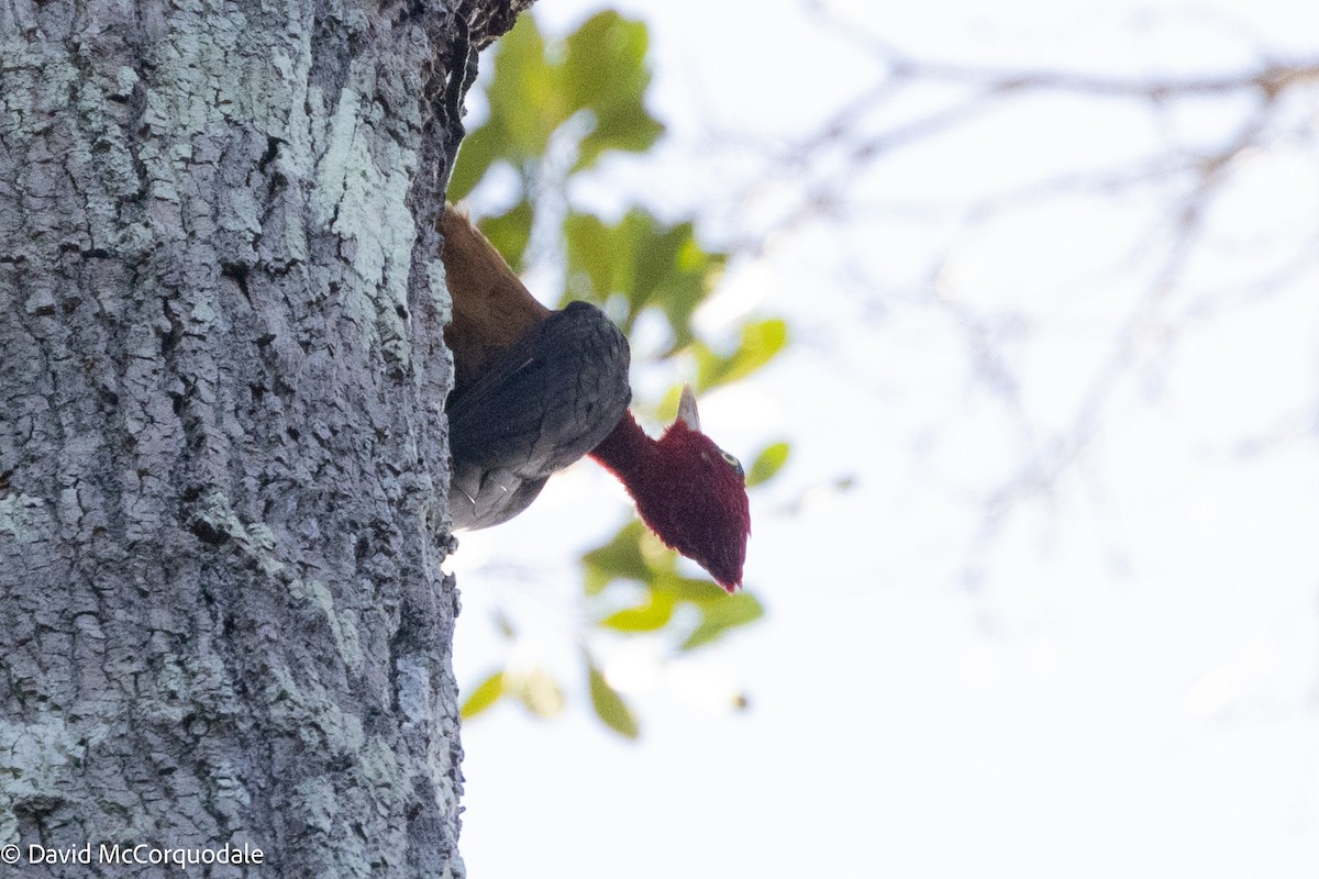 Red-necked Woodpecker - ML627965090