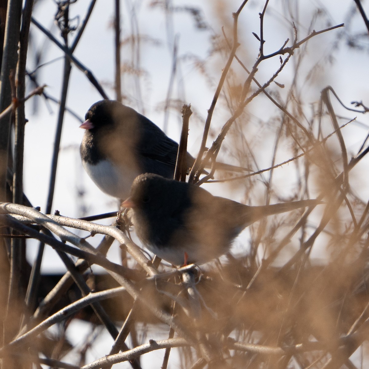 Dark-eyed Junco - ML627965098