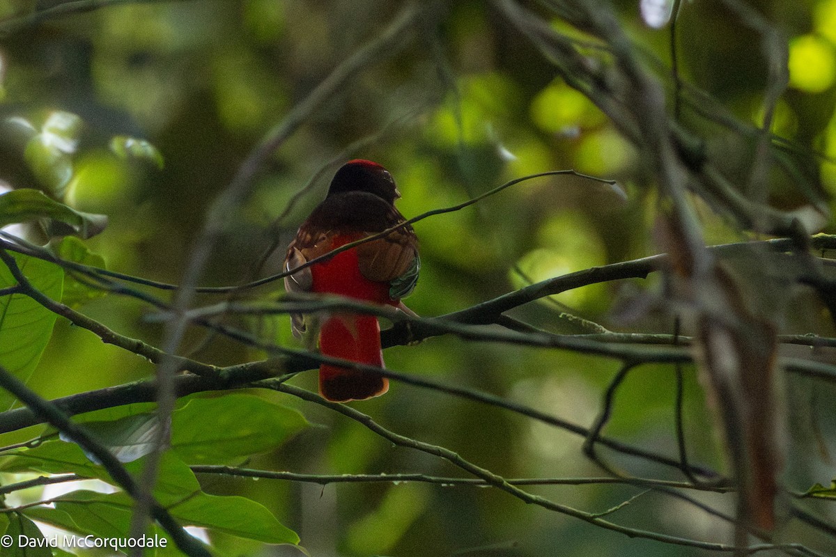 Guianan Red-Cotinga - ML627965104