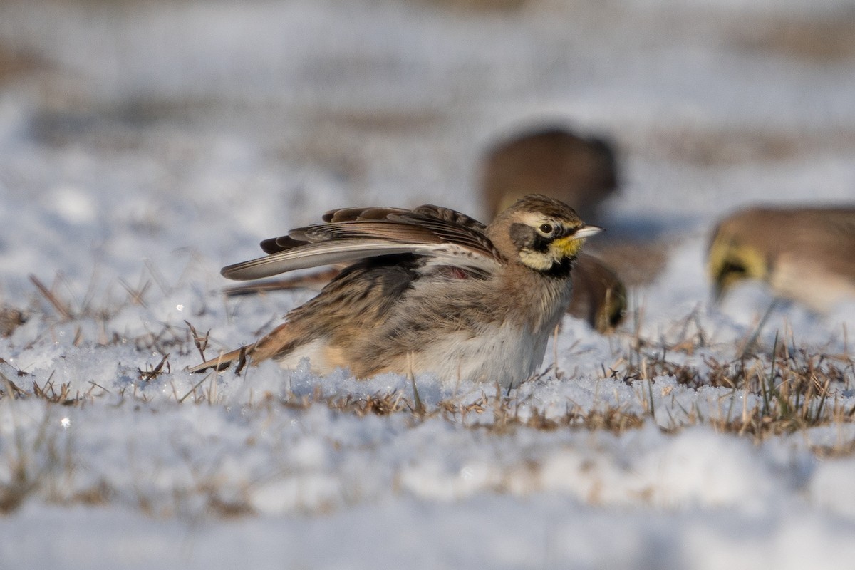 Horned Lark - ML627965107