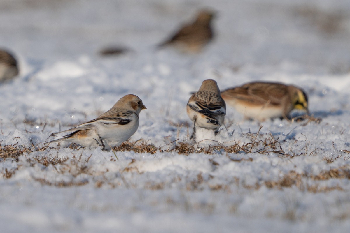 Snow Bunting - ML627965116