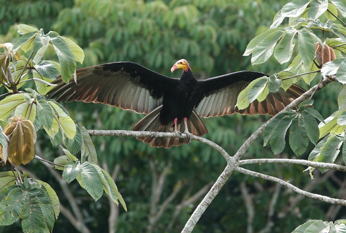 Greater Yellow-headed Vulture - ML627965128