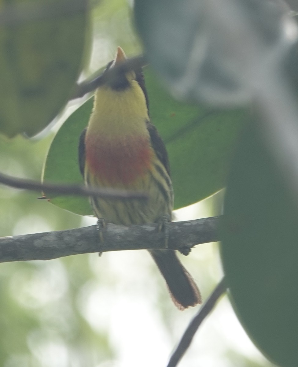 Lemon-throated Barbet - ML627965141