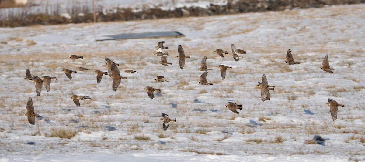 Horned Lark - ML627965149