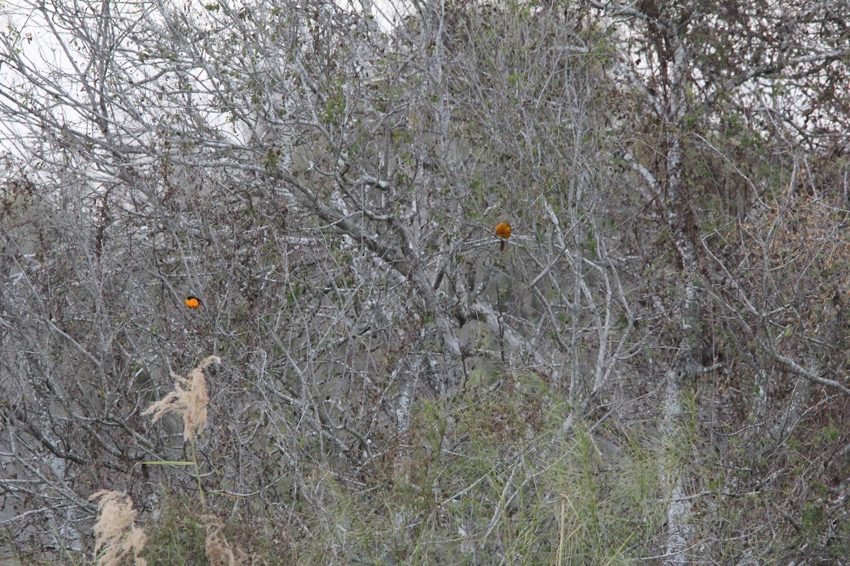 Altamira Oriole - ML627965184