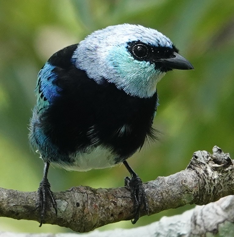 Masked Tanager - ML627965191