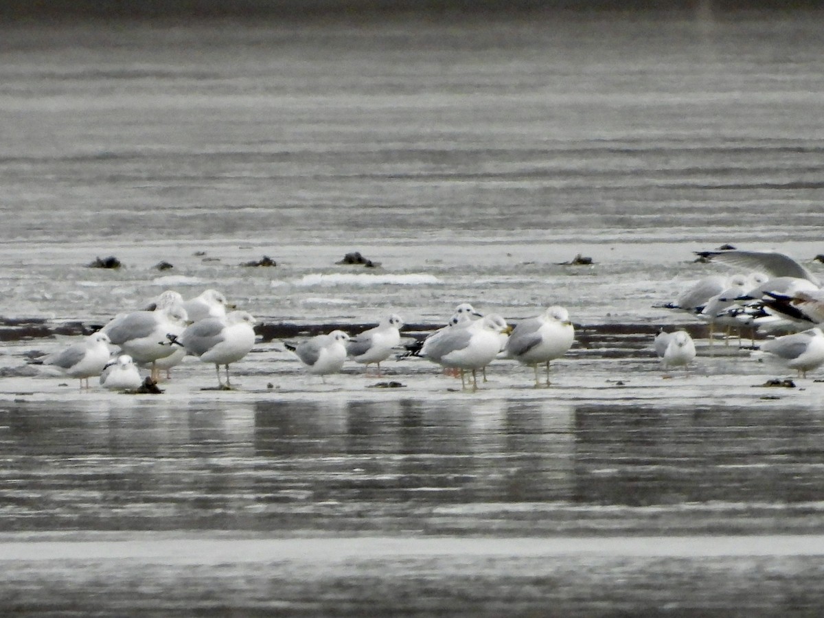 kanadahettemåke - ML627965208