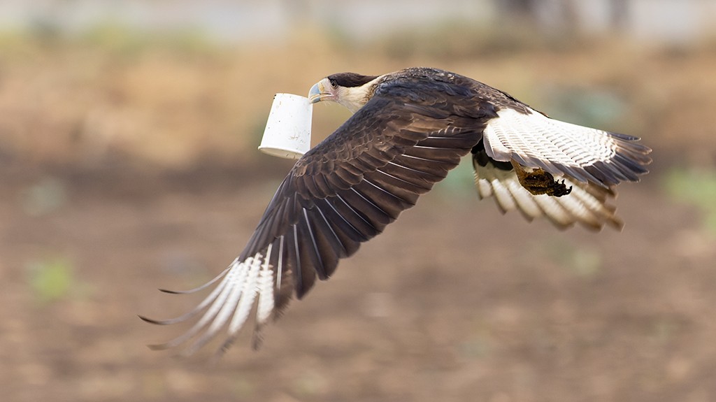 Caracara Carancho (norteño) - ML627965226