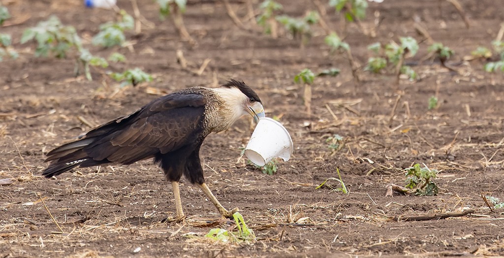 Caracara Carancho (norteño) - ML627965227