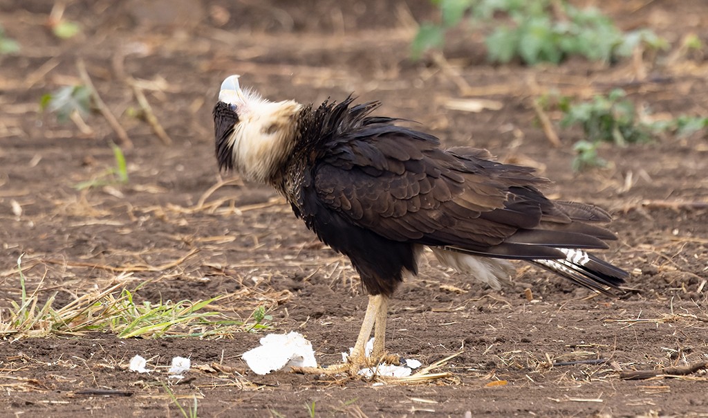 Caracara Carancho (norteño) - ML627965228