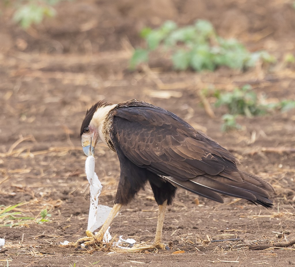 Caracara Carancho (norteño) - ML627965229