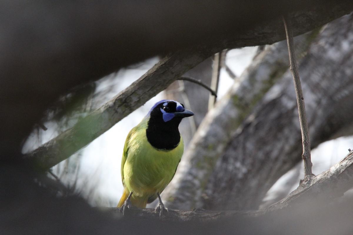 Green Jay - ML627965238