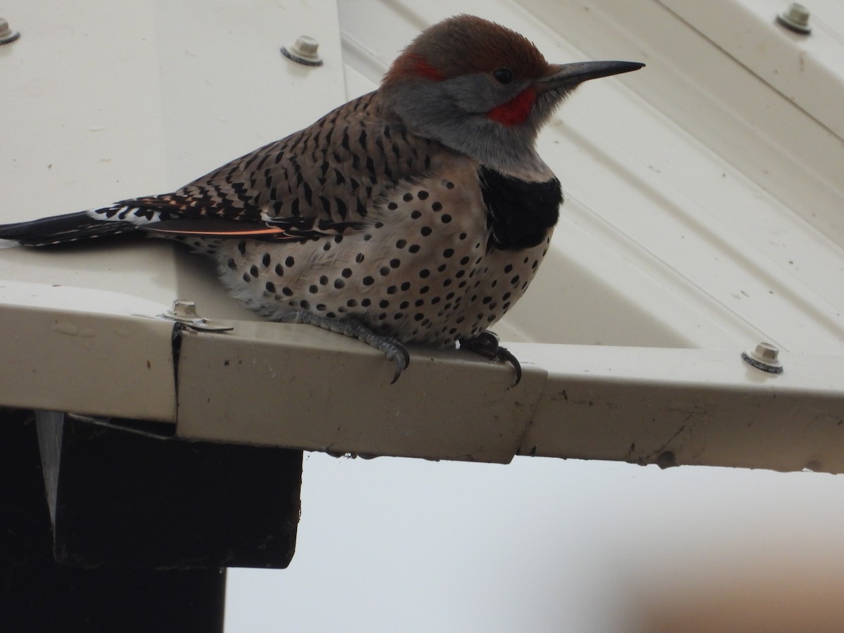Northern Flicker - ML627965239