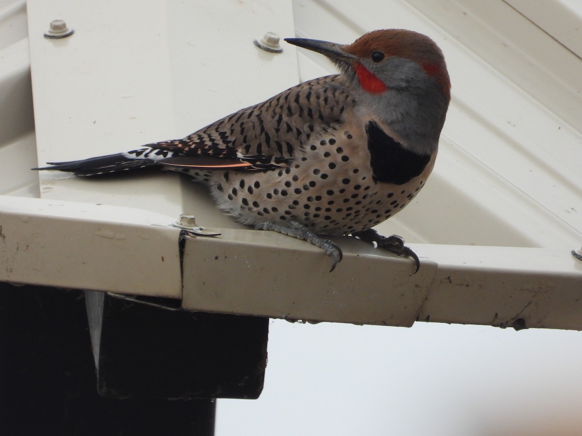 Northern Flicker - ML627965240