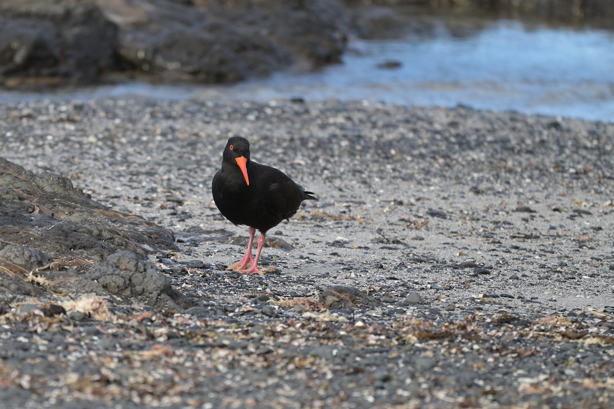 Sooty Oystercatcher - ML627965243