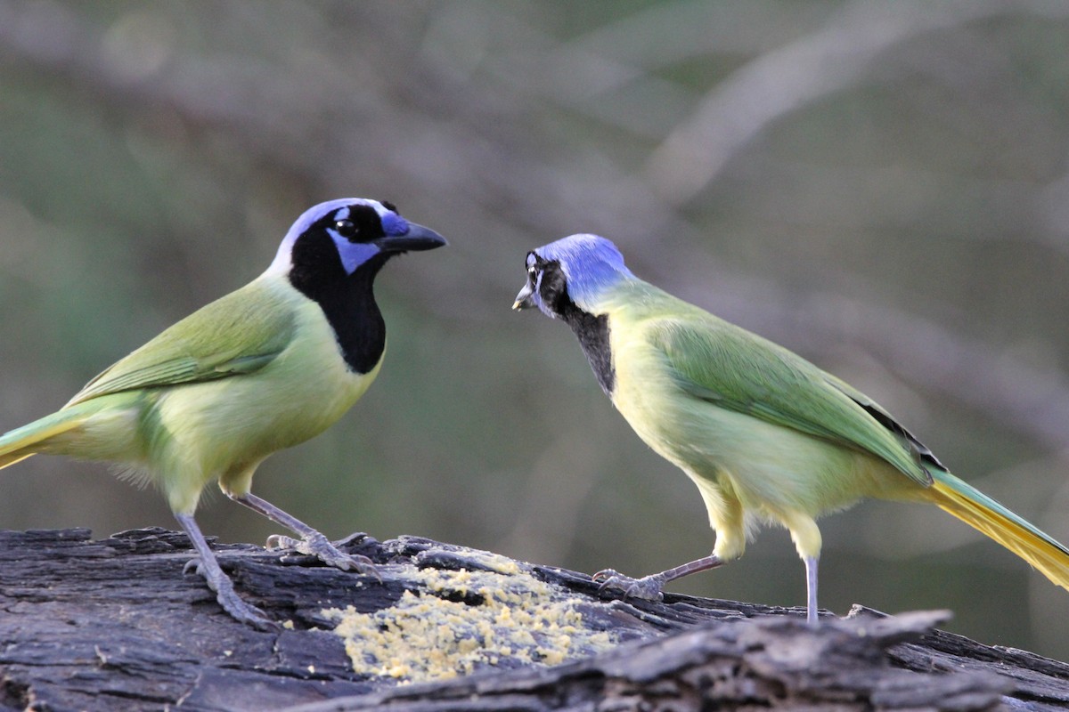 Green Jay - ML627965252