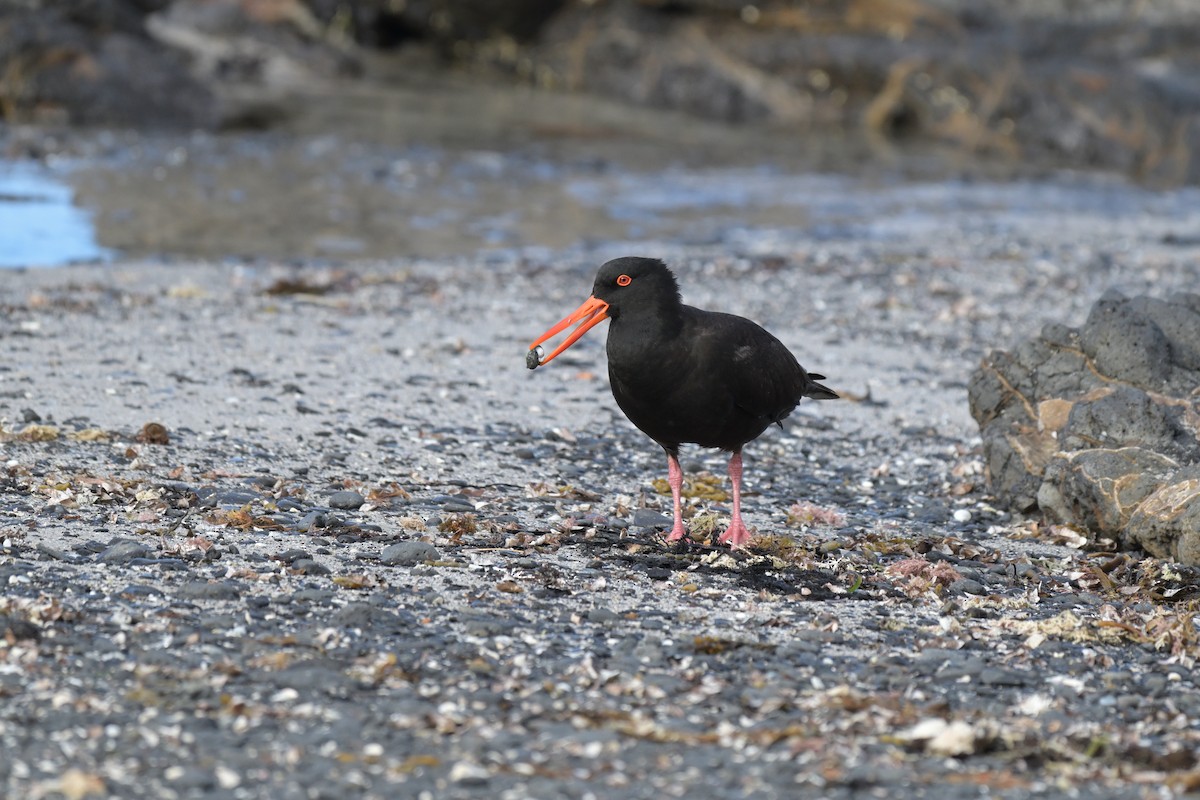 Sooty Oystercatcher - ML627965255