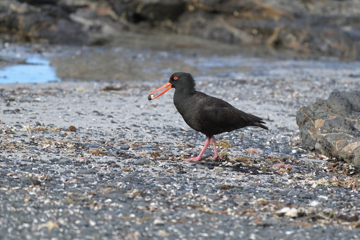 Sooty Oystercatcher - ML627965258