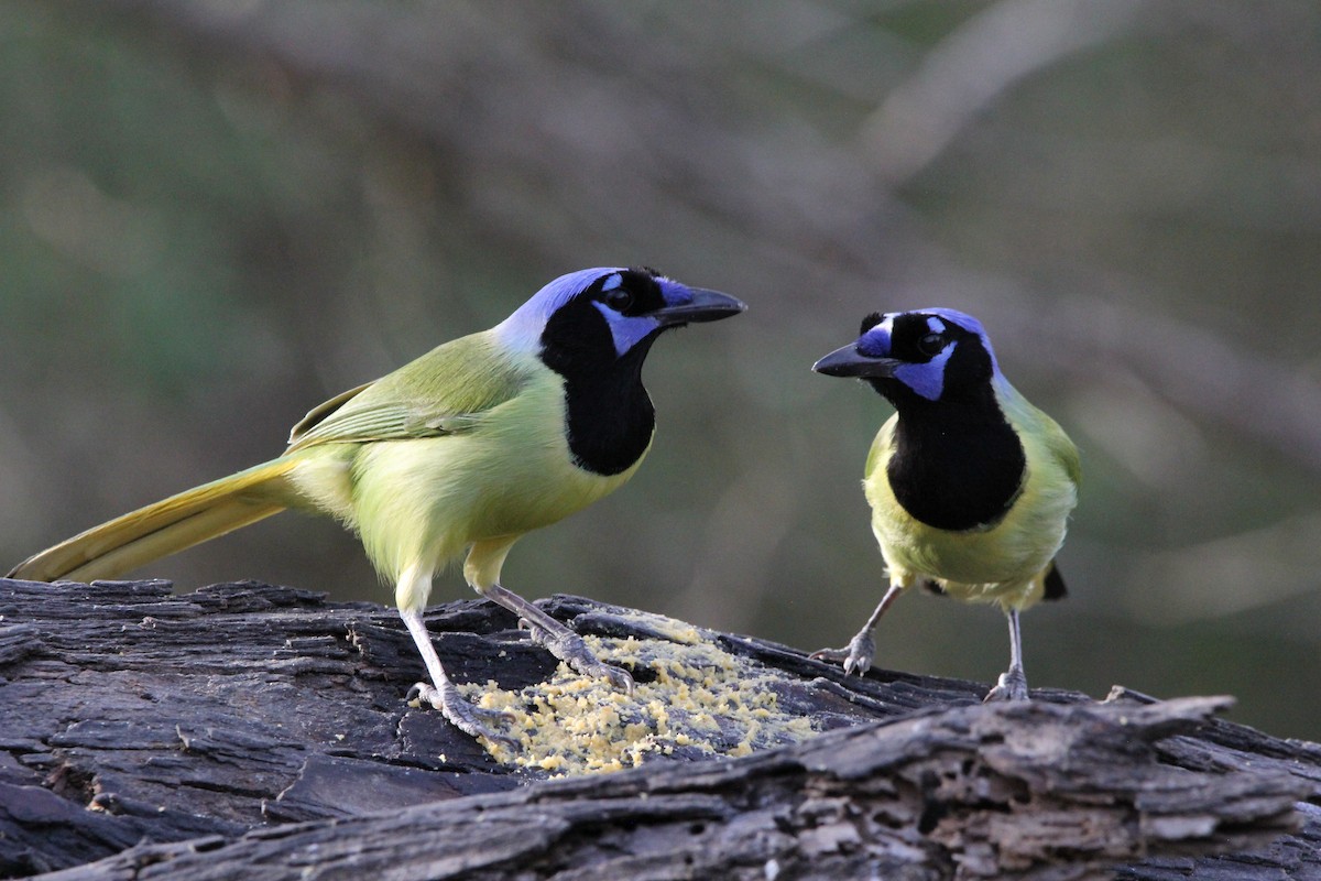 Green Jay - ML627965259