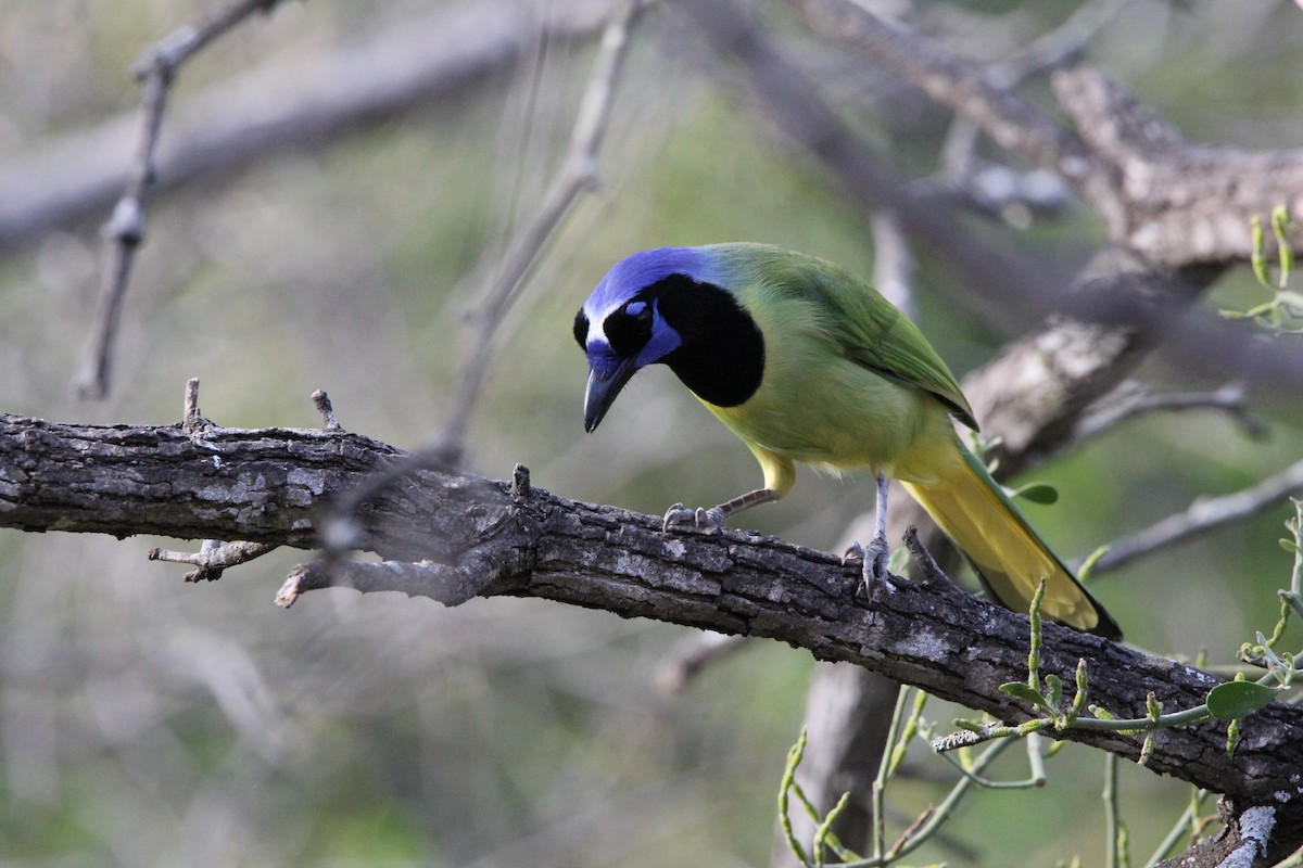 Green Jay - ML627965266