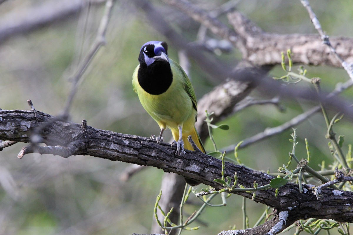 Green Jay - ML627965267