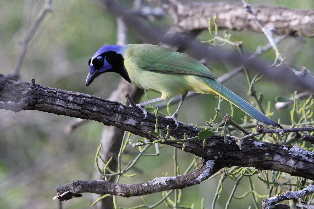 Green Jay - ML627965268