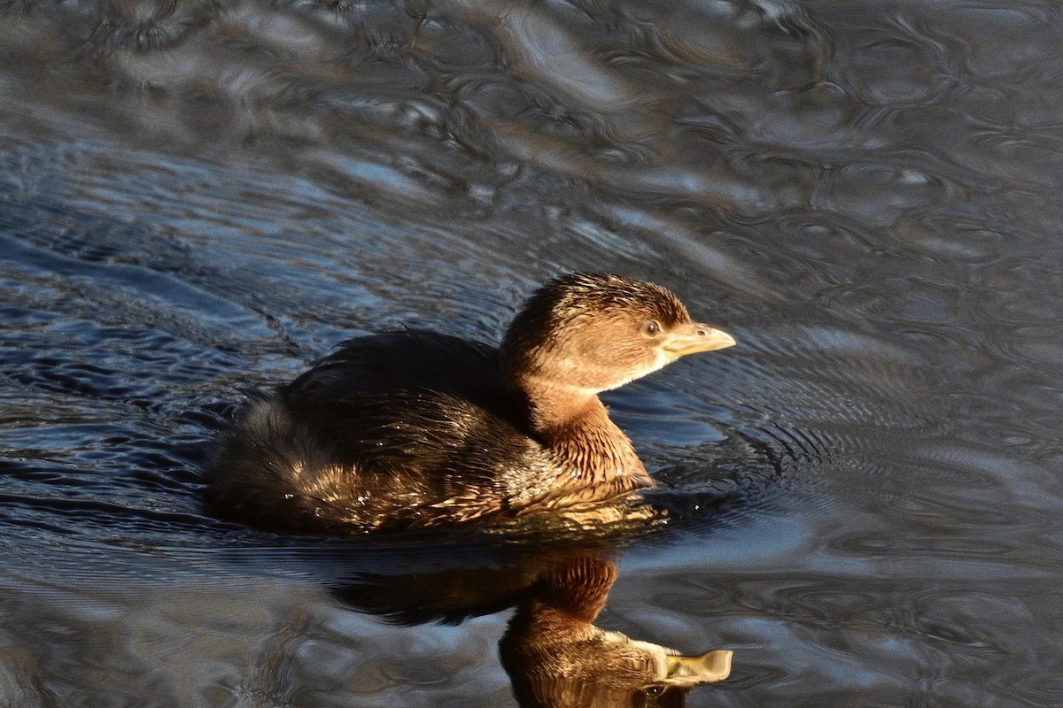 Pied-billed Grebe - ML627965272