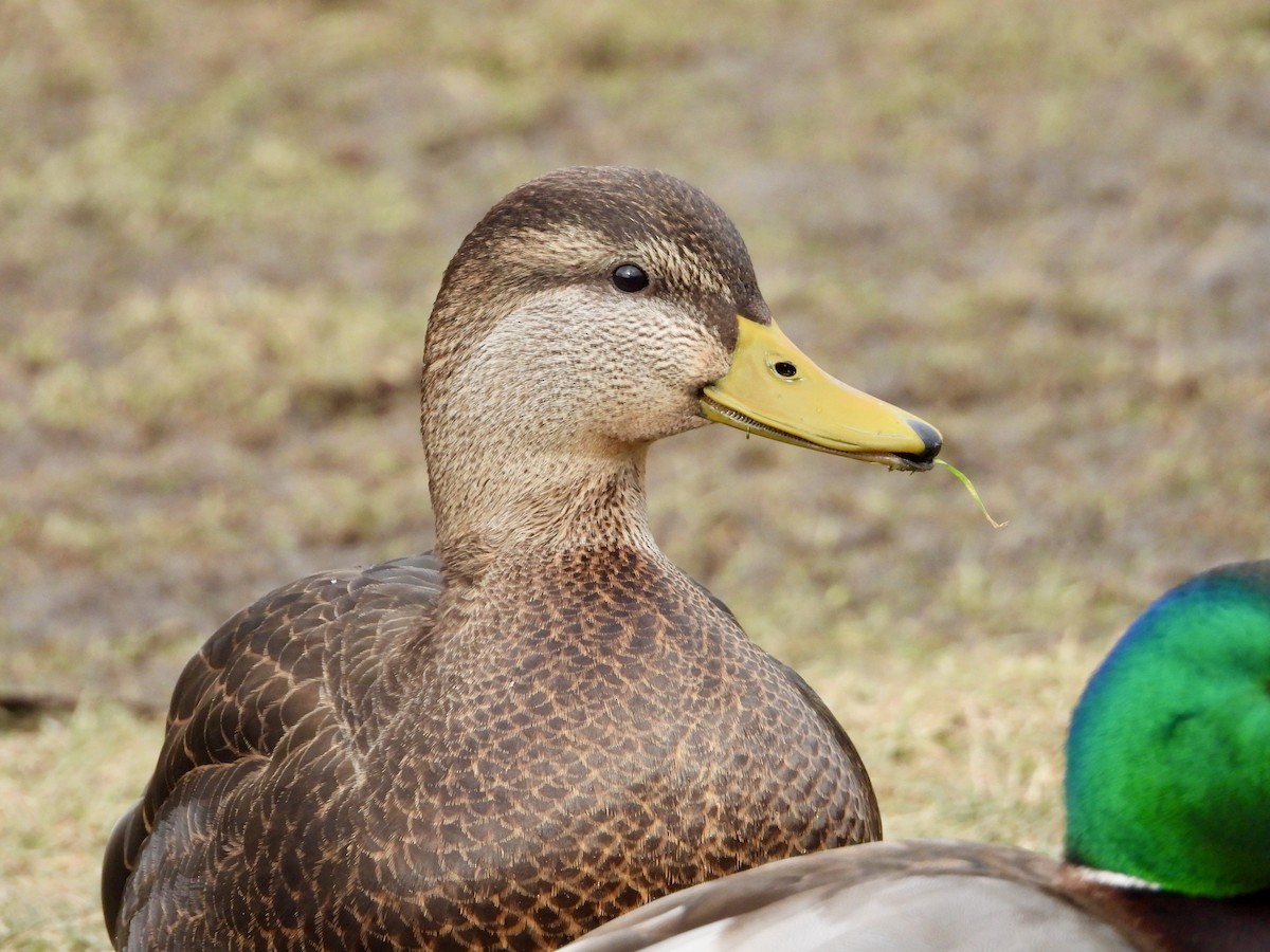 American Black Duck - ML627965273