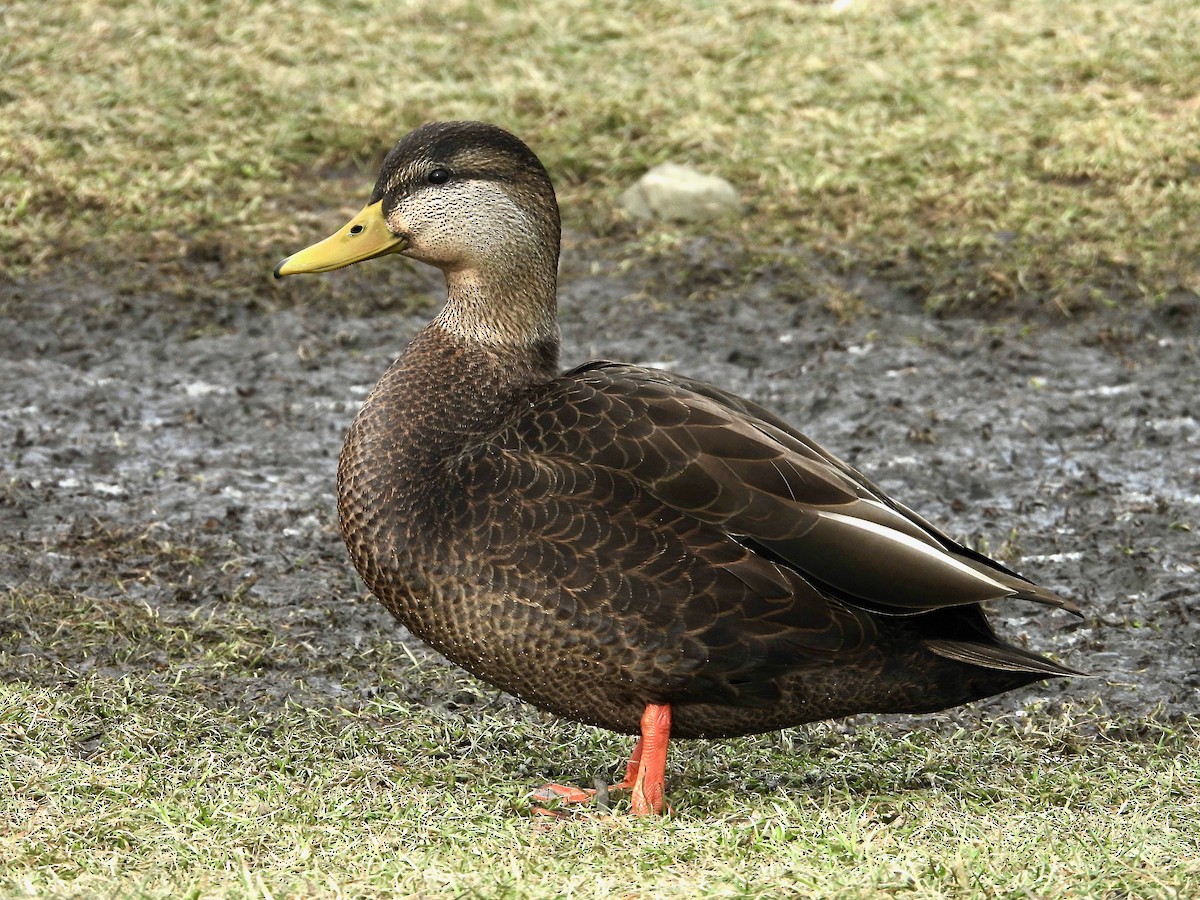 American Black Duck - ML627965274