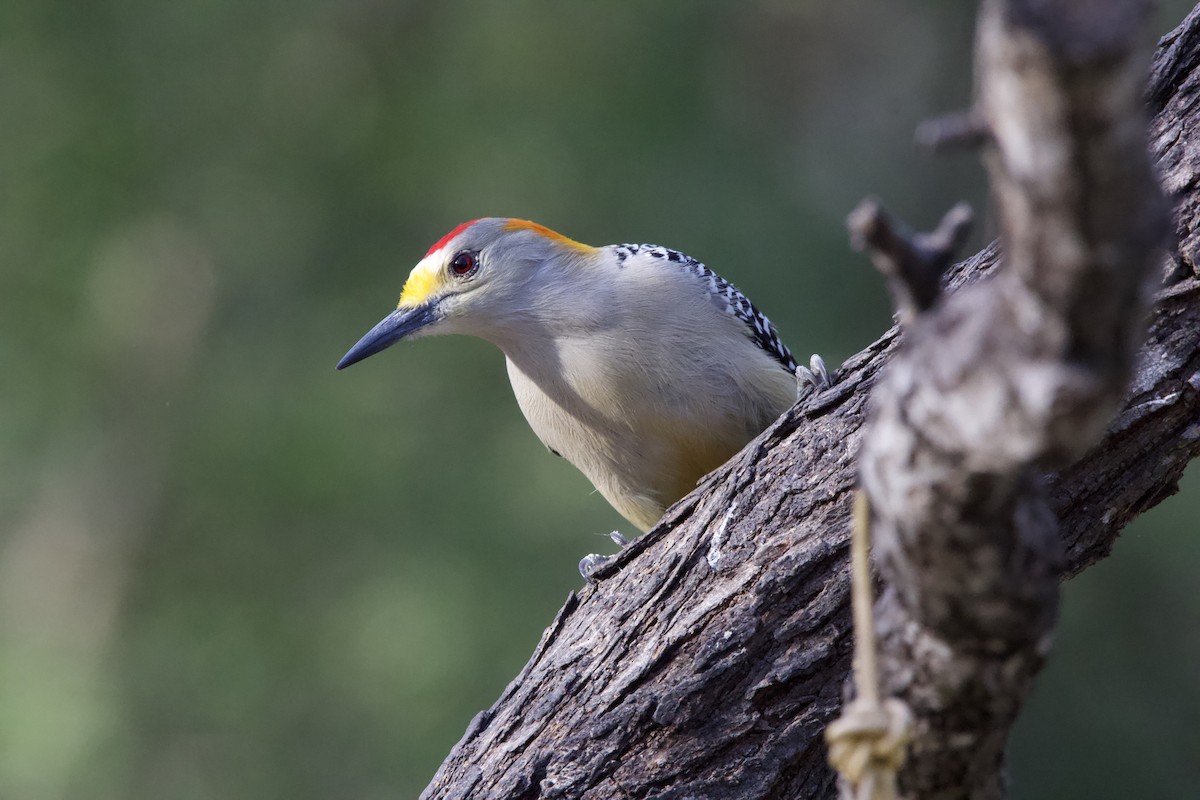 Golden-fronted Woodpecker (Northern) - ML627965308