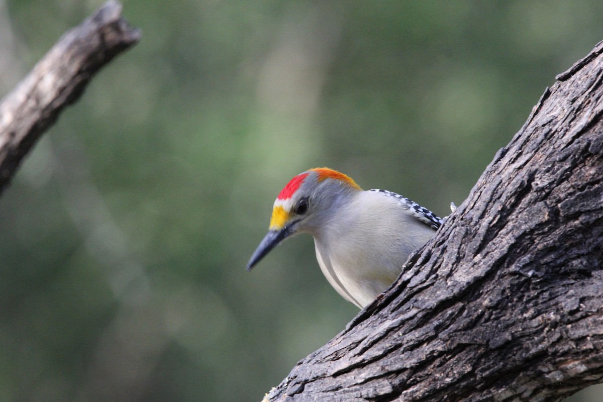 Golden-fronted Woodpecker (Northern) - ML627965310