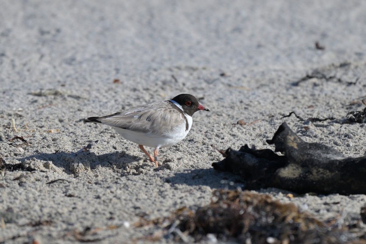 Hooded Plover - ML627965318