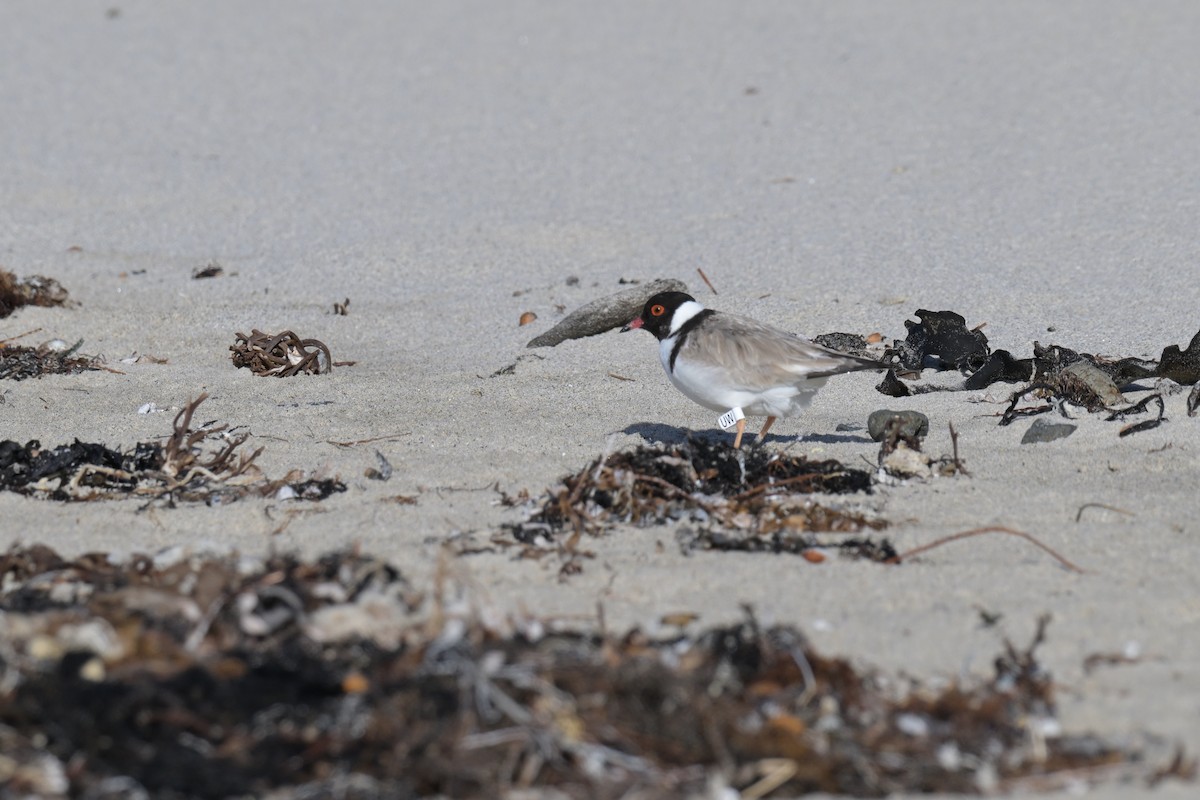 Hooded Plover - ML627965326