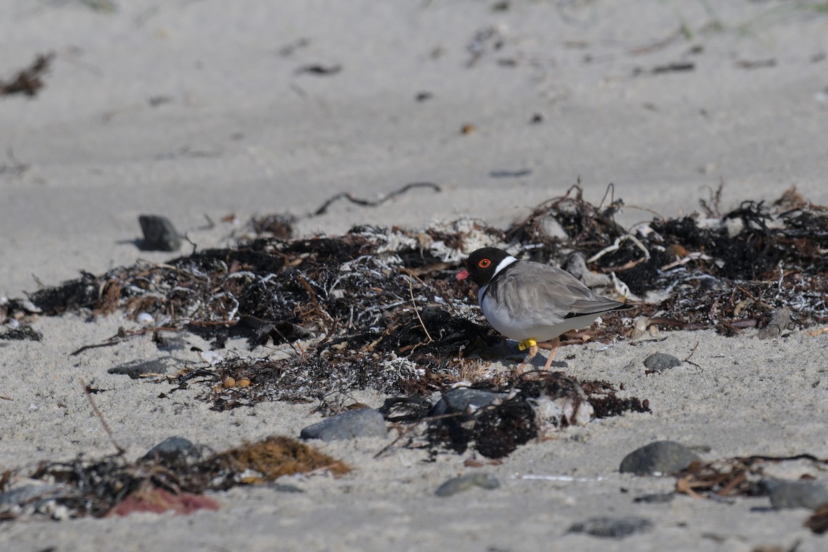 Hooded Plover - ML627965328