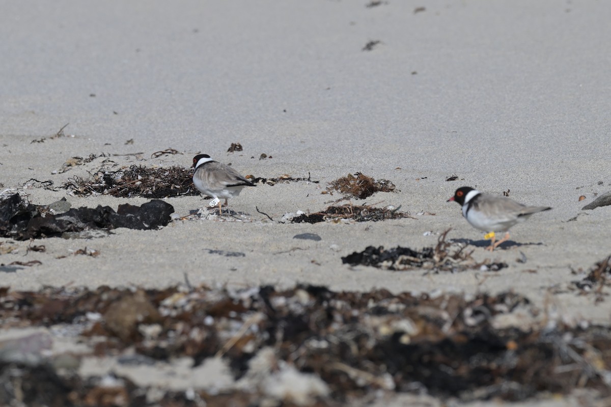 Hooded Plover - ML627965329