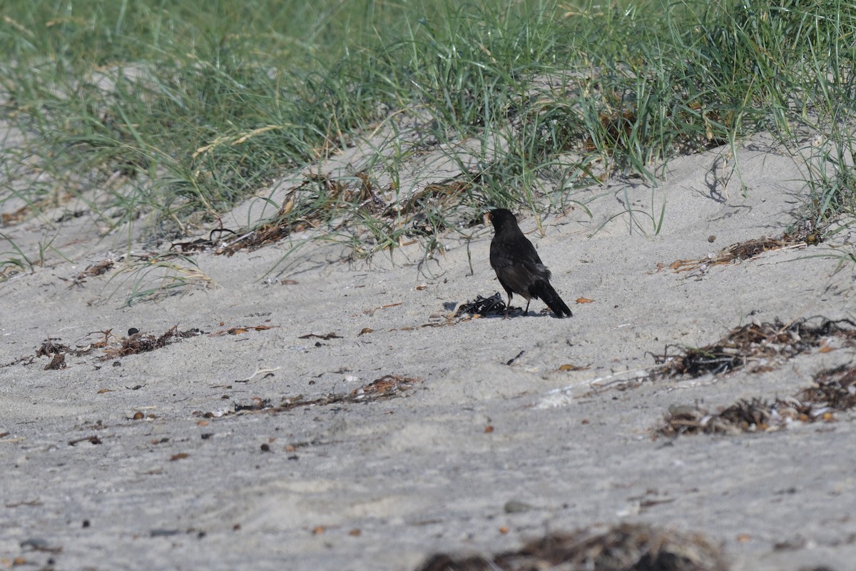 Eurasian Blackbird - ML627965337