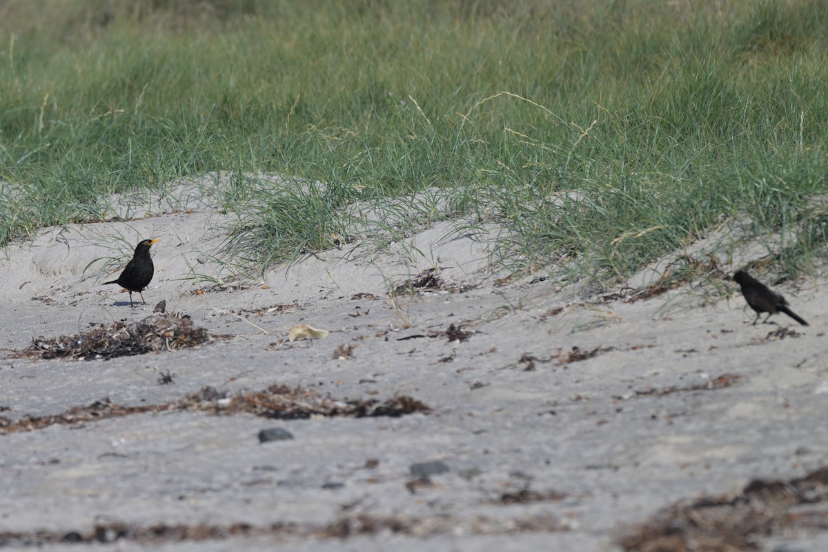 Eurasian Blackbird - ML627965340