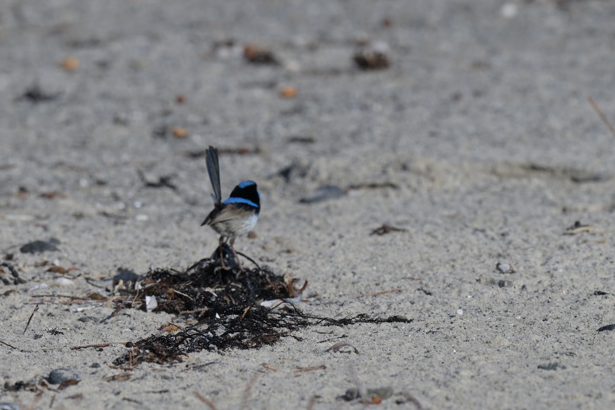 Superb Fairywren - ML627965354