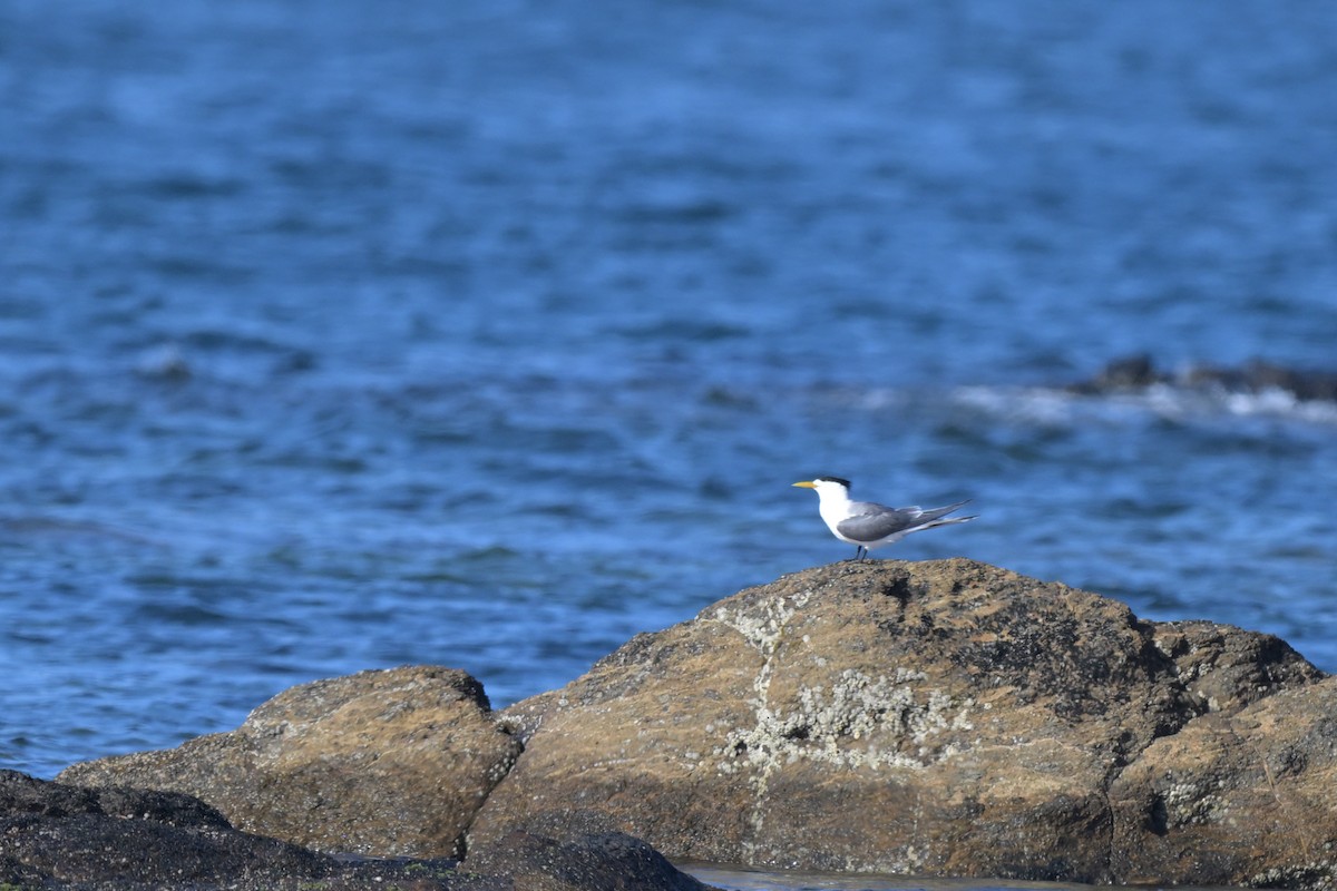 Great Crested Tern - ML627965357