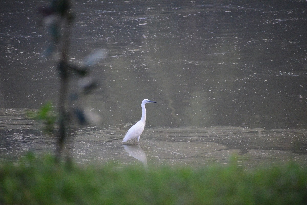 Little Egret - ML627965361