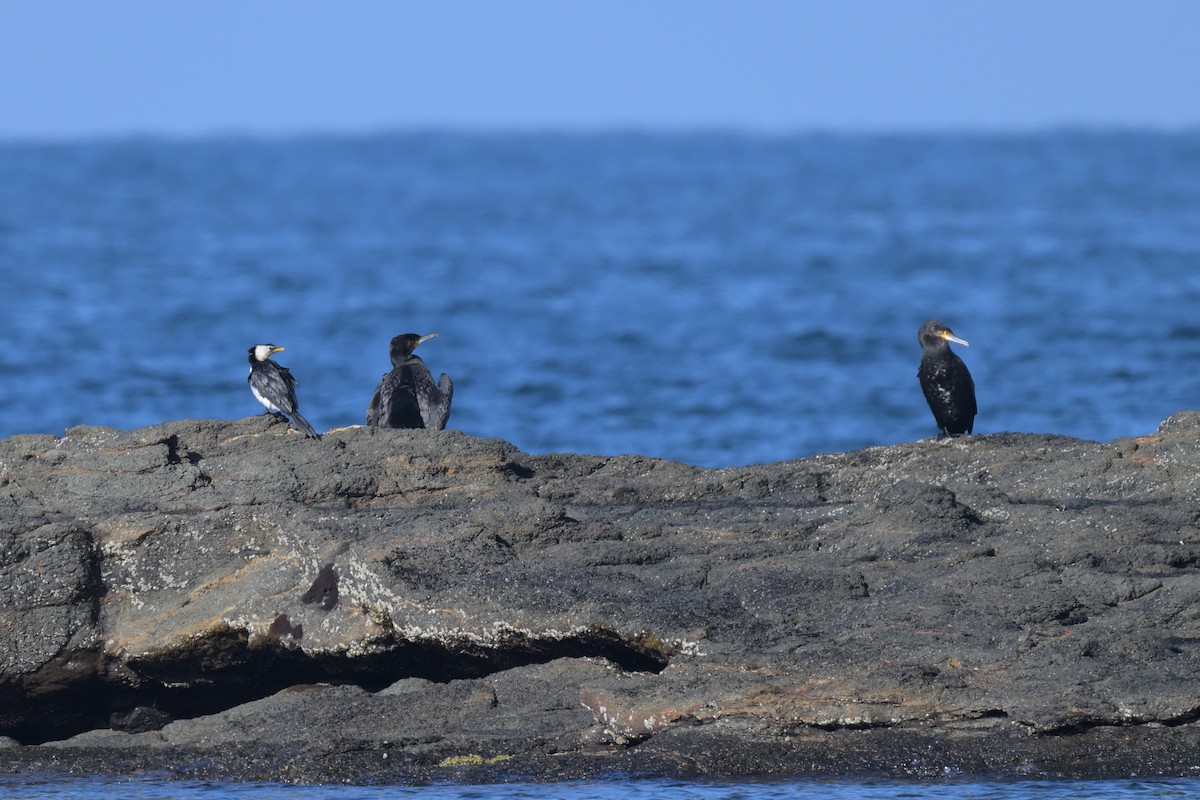 Great Cormorant - ML627965364