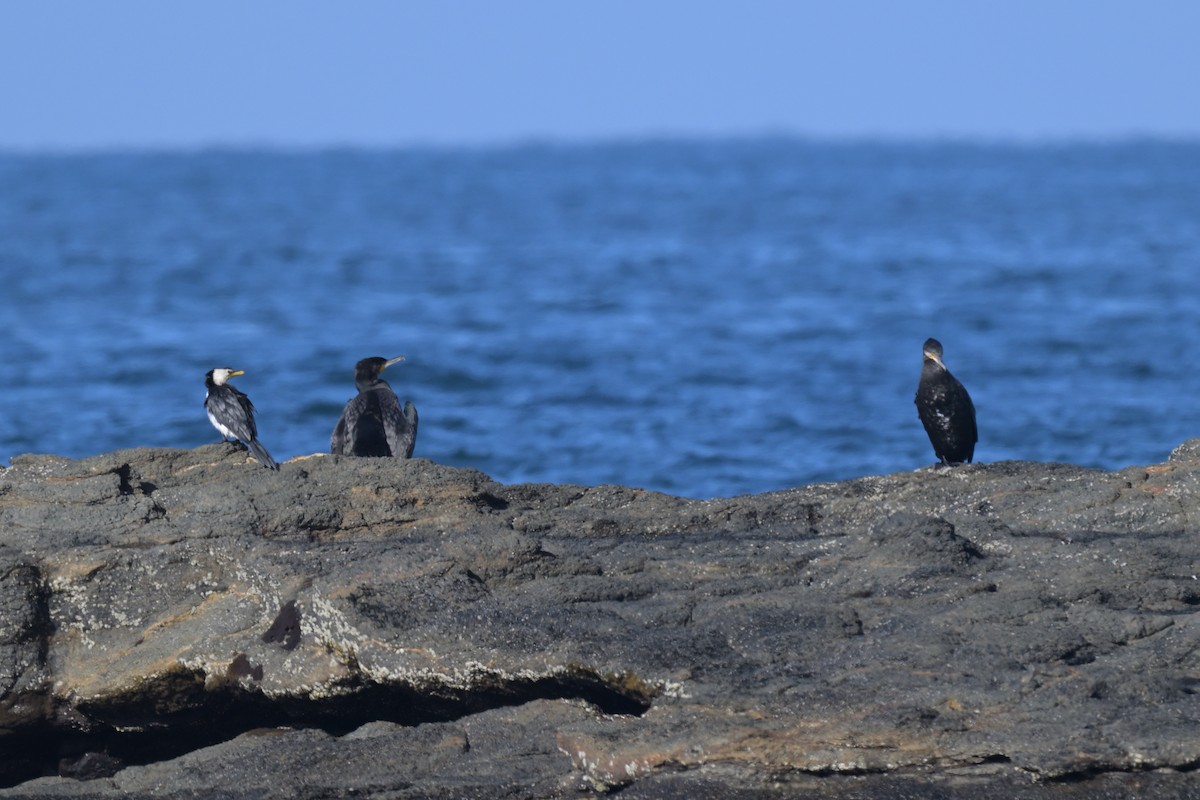 Little Pied Cormorant - ML627965383